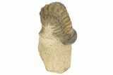 Bargain Crotalocephalina Trilobite Fossils - 2 to 3" - Photo 6